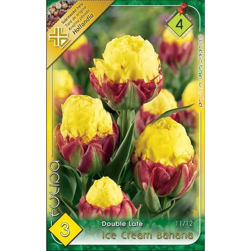 Ice Cream Banana tulipán virághagyma - 3 db