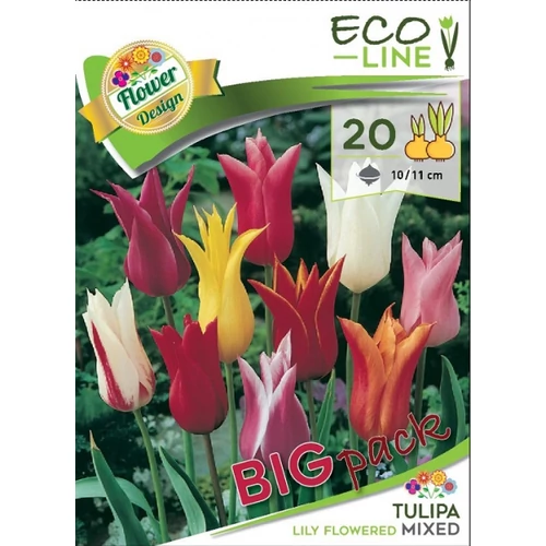 Lily Flowered Liliomvirágú tulipán mix 20 db - színkeverék
