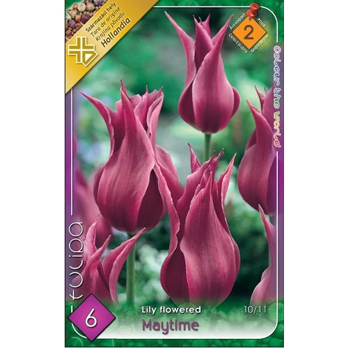 Tulipán Maytime - 6 db