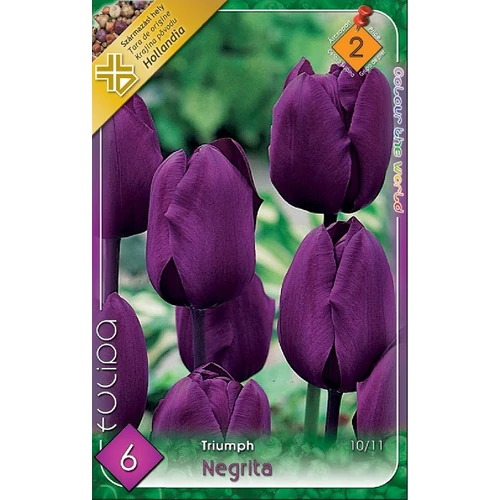 Negrita Tulipán - 6 db
