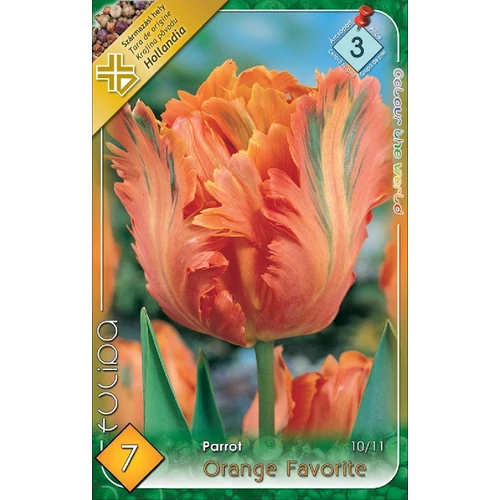 Orange Favorite Papagájvirágú tulipán - 7 db