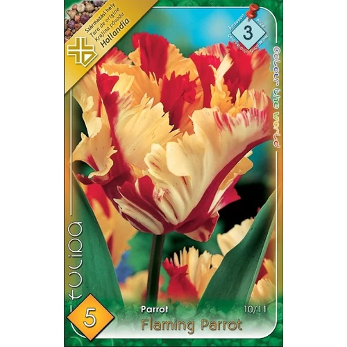 Flaming Parrot Papagájvirágú tulipán - 5 db