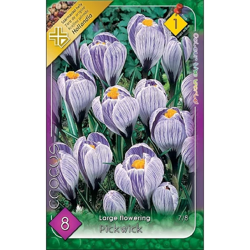Crocus vernus Pickwick Nagyvirágú kerti krókusz - cirkás 8 db