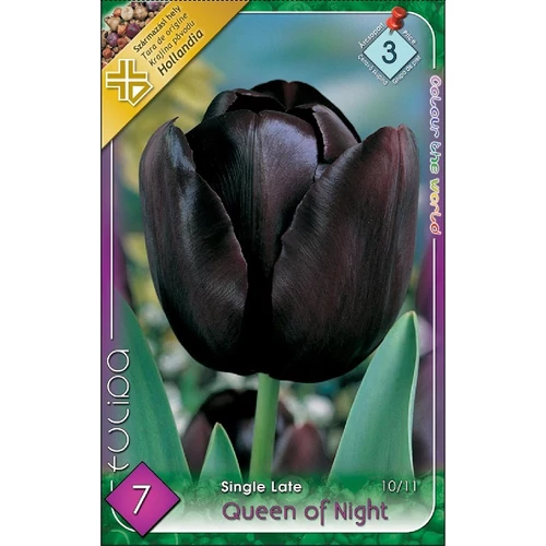 Queen of Night Egyszerű virágú késői tulipán - 7 db