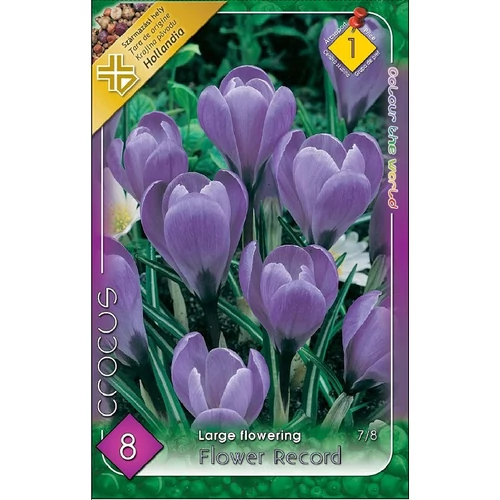 Crocus vernus Flower Record Nagyvirágú kerti krókusz - lila 8 db