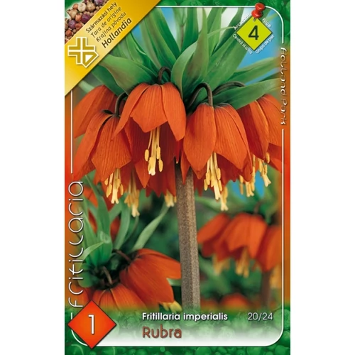 Fritillaria imperialis Rubra Császárkorona piros - 1 db