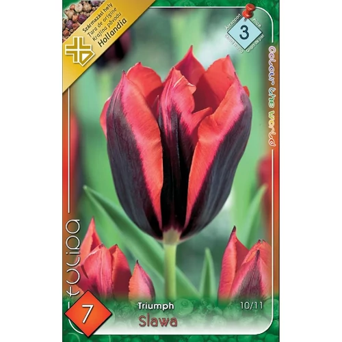 Slawa Triumph tulipán - 7 db