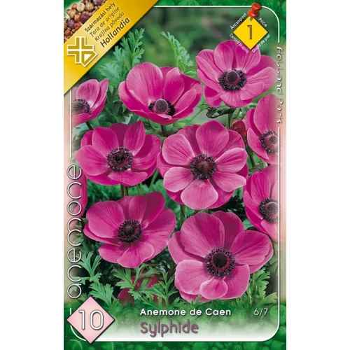 Anemone de Caen Sylphide Koronás szellőrózsa - rózsaszín 10 db