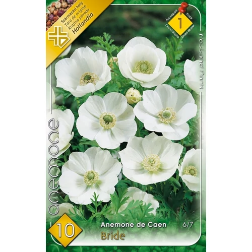 Anemone de Caen Bride Koronás szellőrózsa - fehér 10 db
