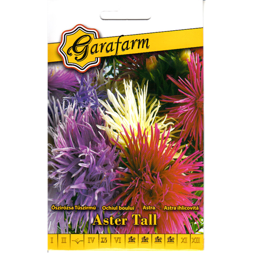 Garafarm prémium virág őszirózsa Aster tall szÍnkeverék 1 g