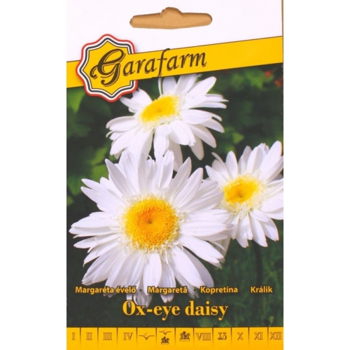 Garafarm Évelő margaréta /Ox-eye daisy/