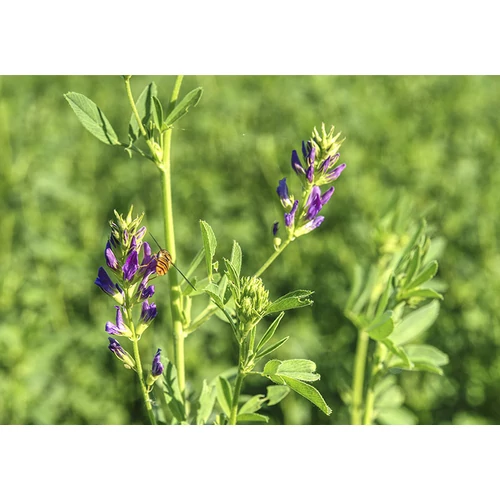 Rédei Kertimag Lucerna Holyna Vetőmag 1Kg